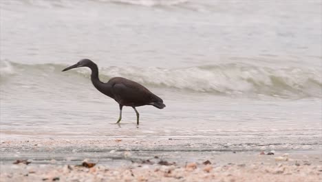 The-Pacific-Reef-Heron-can-be-found-in-different-oceanic-areas-in-Asia-and-can-be-difficult-to-identify-when-it-is-in-its-Light-Morph