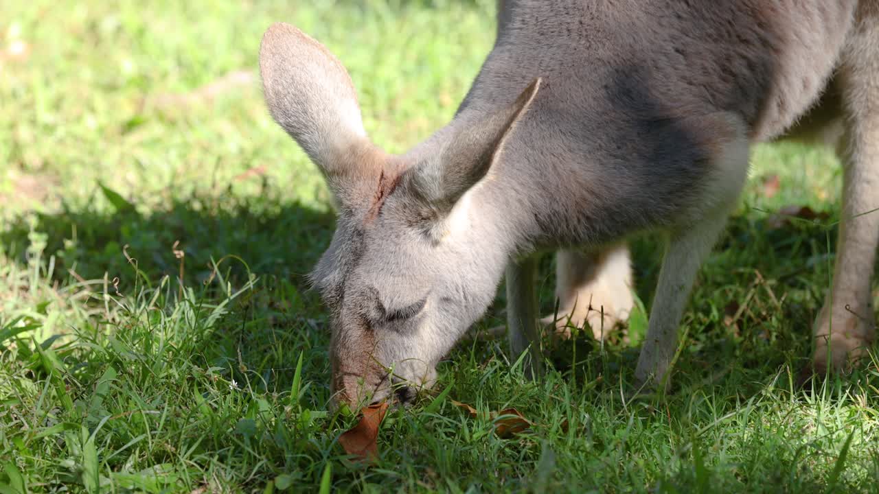 Kangaroo grazing on grass in a zoo