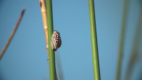 Ein-Kleiner-Frosch,-Der-Auf-Einem-Schilfrohr-Sitzt