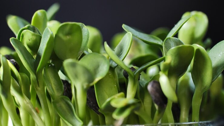 Germination of seeds for nutrition. Seedlings Micro Greens