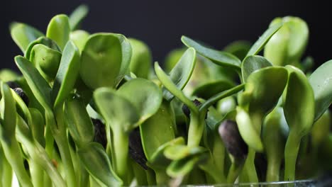 germination of seeds for nutrition. seedlings micro greens