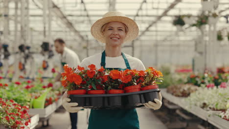 smiling woman gardener carrying potted flowers in a greenhouse