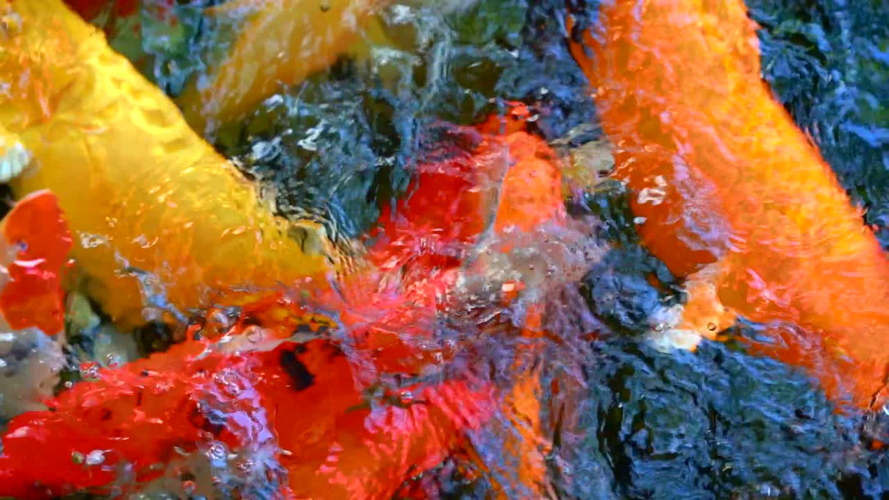 코이 (koi) 또는 아무르 (amur) 카프 (carp) 라는 물고기는 웅이에서 수영을 하고 있으며, 특히 니시키고이 (nishikigoi) 와 다채로운 색의 카프 (karp) 는 웅이는 밖에서 수영하고 물 정원에서 수영합니다.