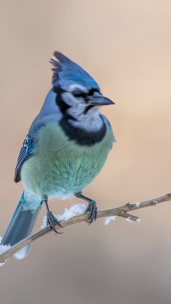 Video verticale: ghiandaia azzurra appollaiata che si sistema la testa e le zampe aggrappata a un ramo innevato nel parco, sferzata dal vento freddo