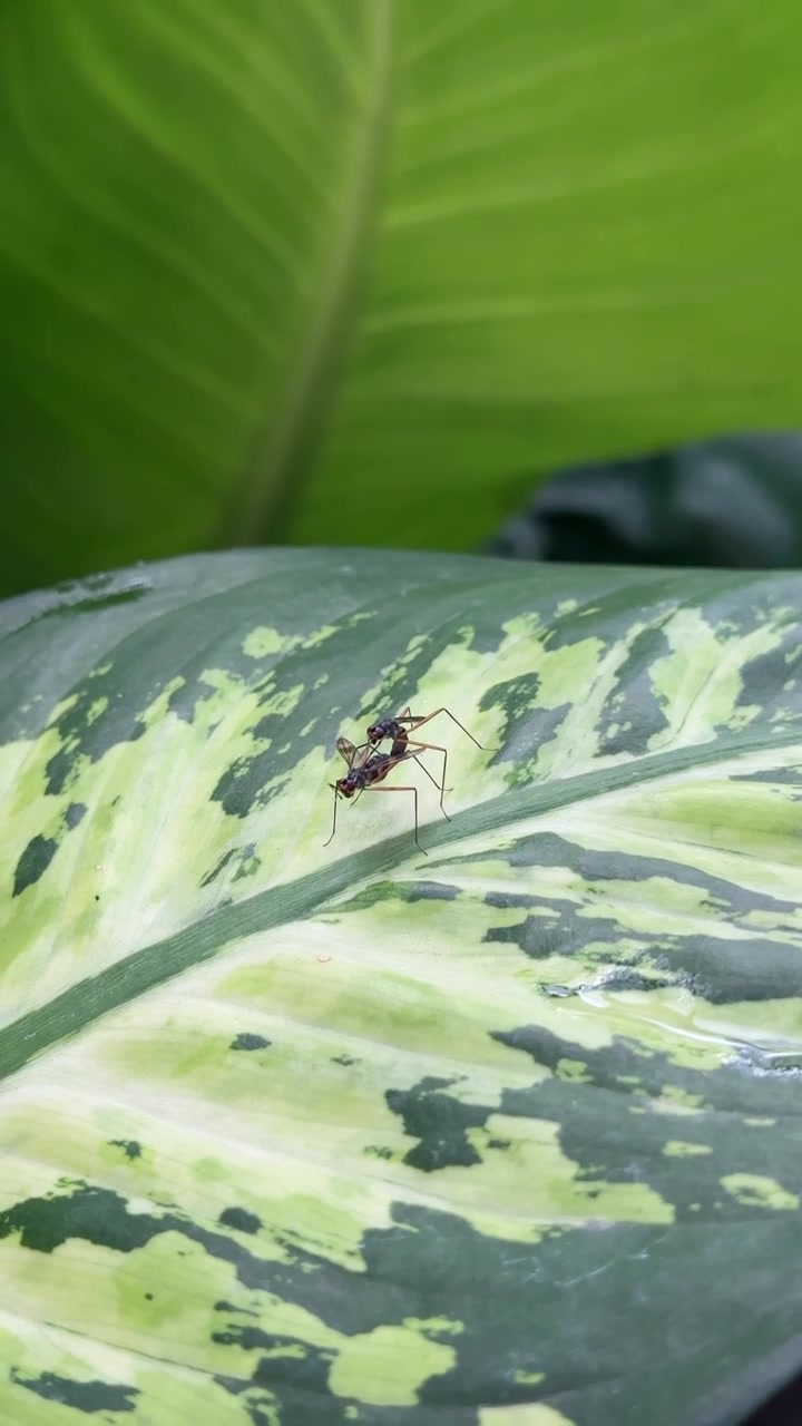 Primo piano di due piccole mosche che si accoppiano su una foglia verde variegata.