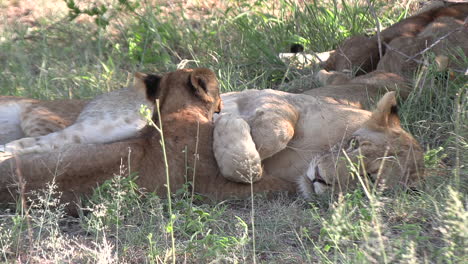 close-up of lioness and cute lion cub interacting on grass in shade