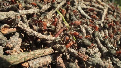 Wilder-Ameisenhaufen-Im-Wald,-Super-Makro-Nahaufnahme