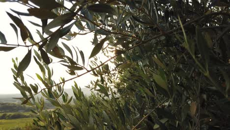 sunlight shining through leafs of olive tree in beautiful landscape