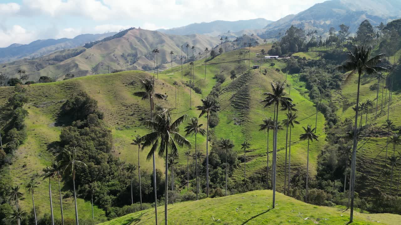 Iconic wax palms rising into the sky in Valle de la Samaria near the town of Salamina in the Caldas department of the Coffee Axis in Colombia
