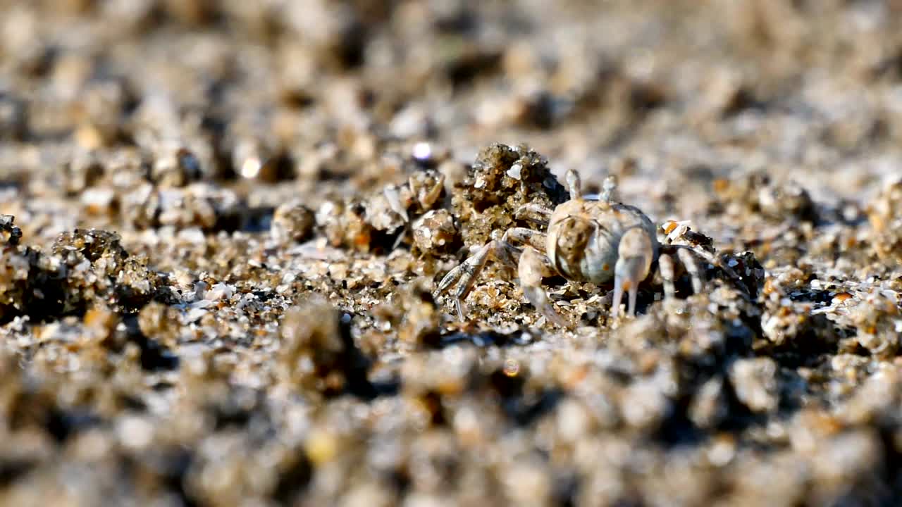 모래 해변에서 음식을 먹는 유령 크래브를 가게 보세요.