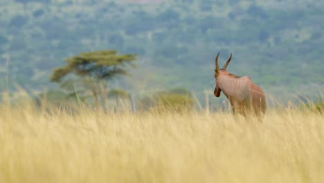 slow motion shot of african wildlife safari animal in tall grass of luscious savannah and acacia tree forest in background, maasai mara national reserve, kenya, africa safari animals in masai mara