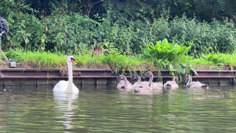 cygnet young swan birds family narrowboat canal united kingdom fauna wildlife