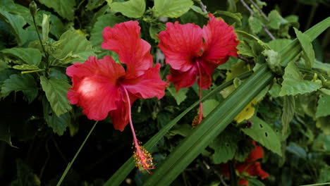 Flores-Rojas-En-Un-Arbusto