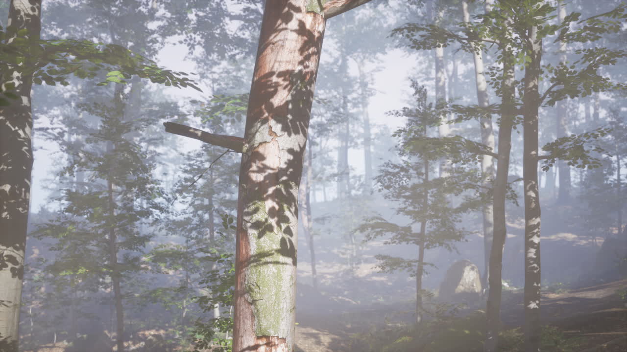 아침 안개 속 의 웅장 한 숲 의 파노라마 뷰