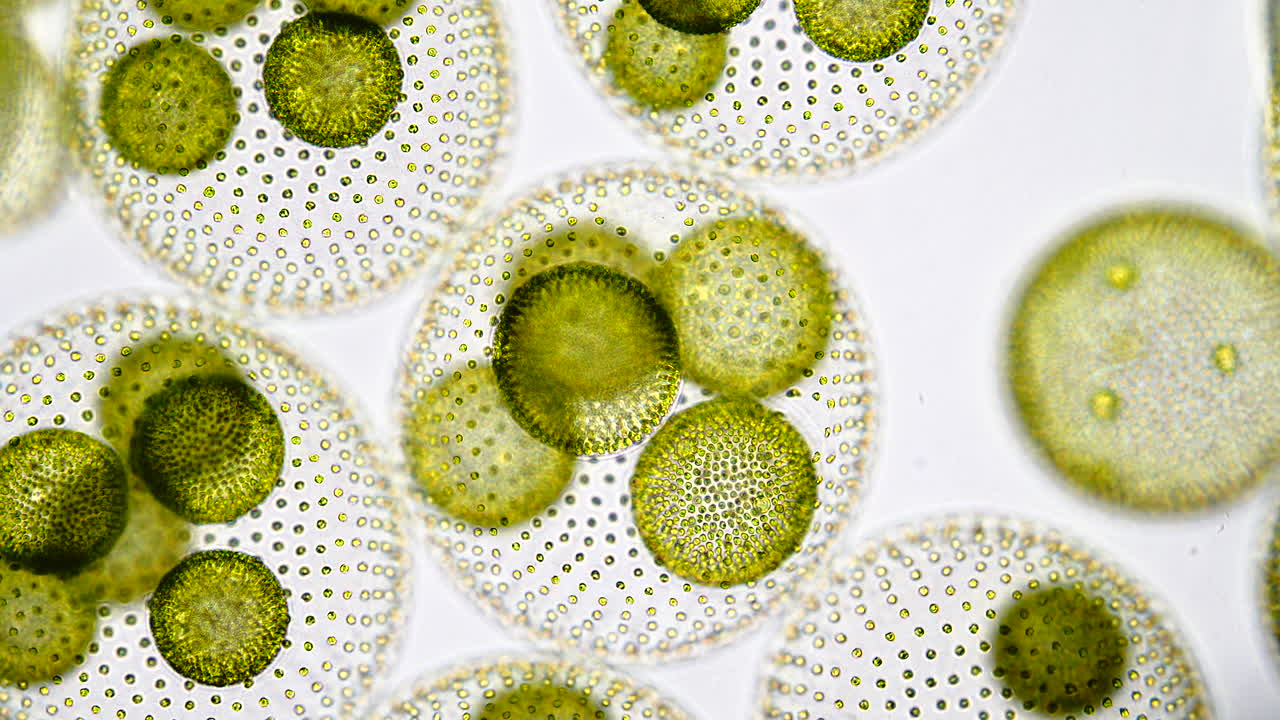Microscopic view of Volvox algae colonies