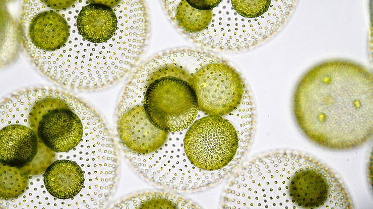 Microscopic view of Volvox algae colonies