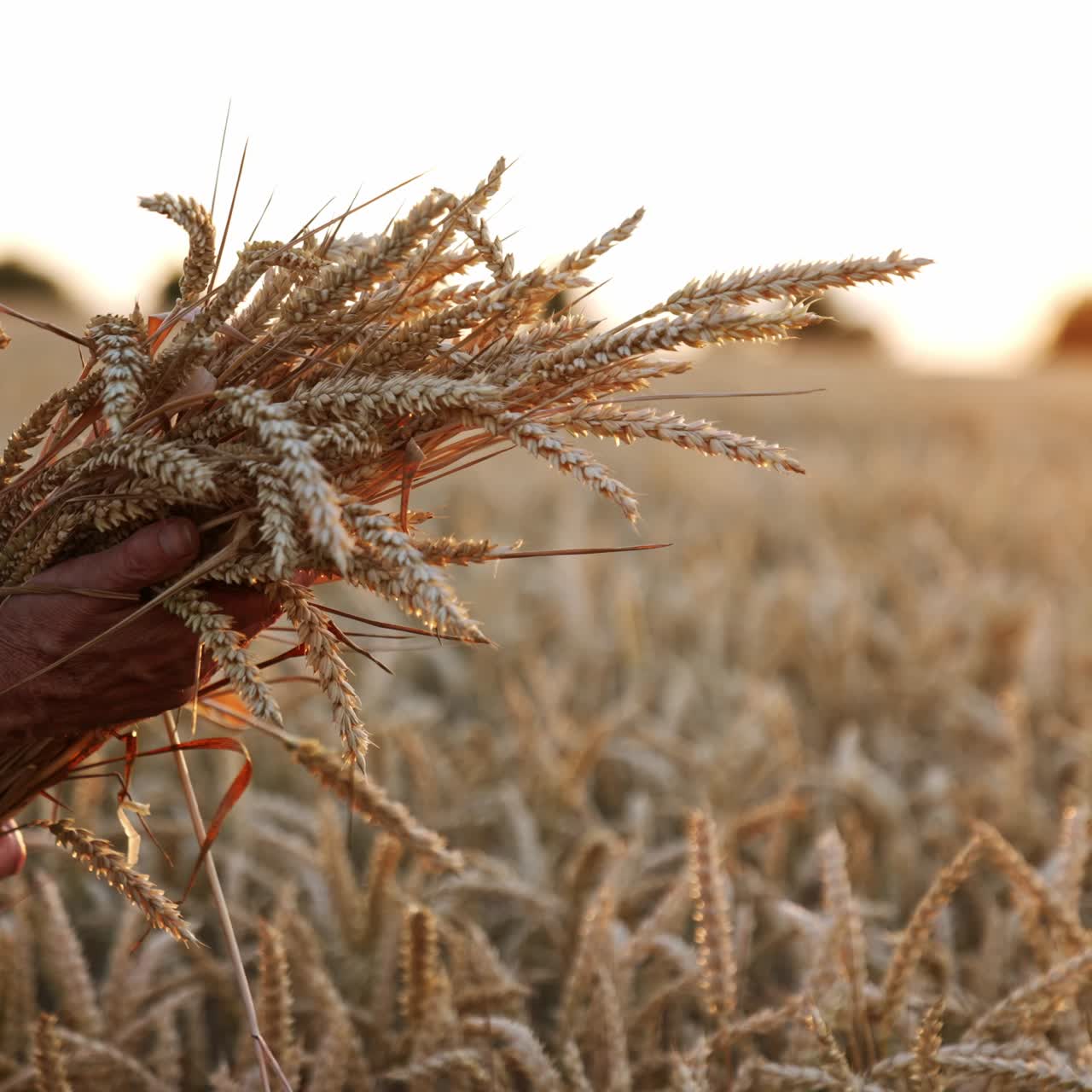 A bunch of ripe dry ears of corn in the hands of mature farmer. Blurred wheat farmland at backdrop