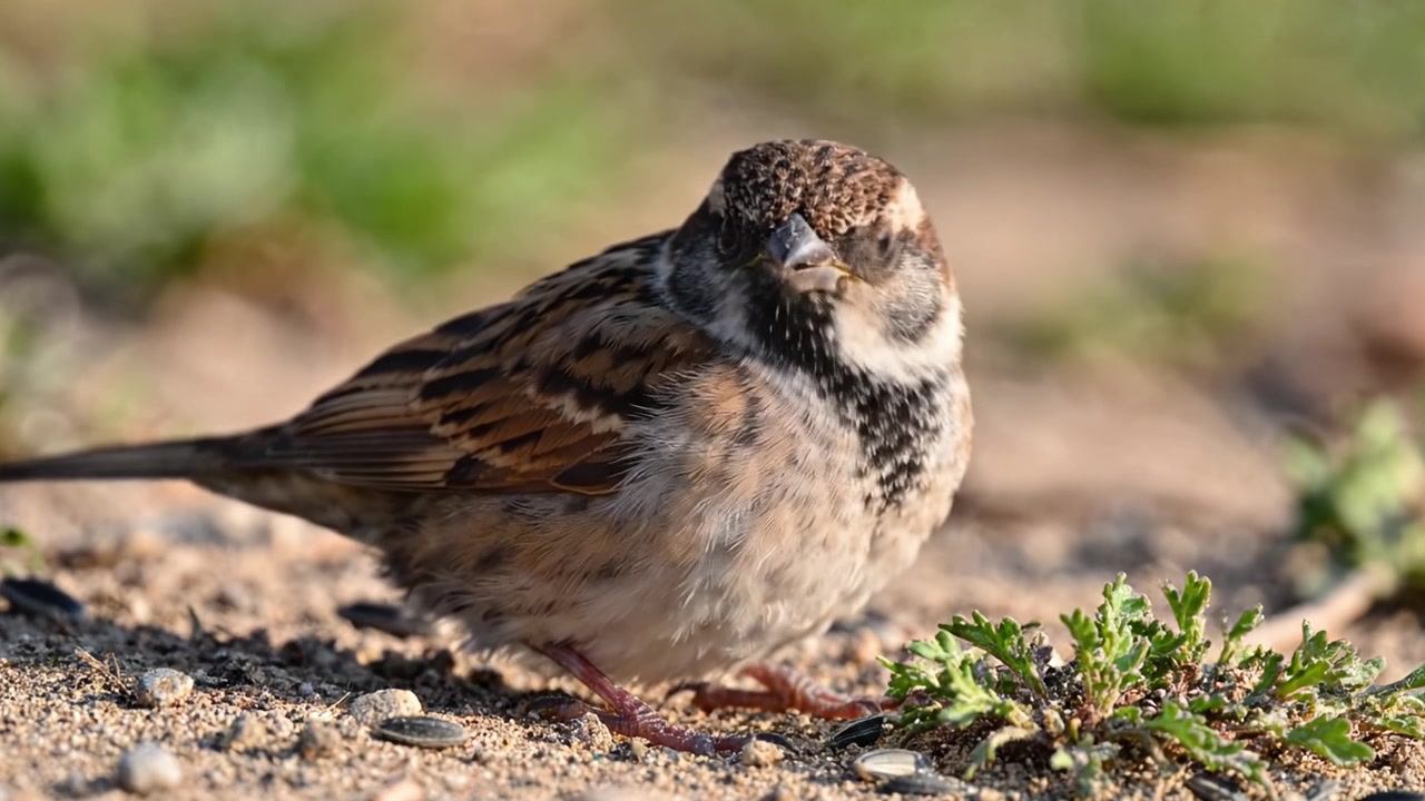 Et charmerende nærbillede af en lille spurv, der sidder på jorden omgivet af grønt, og fanger naturens skønhed og detaljer i to videobilleder.