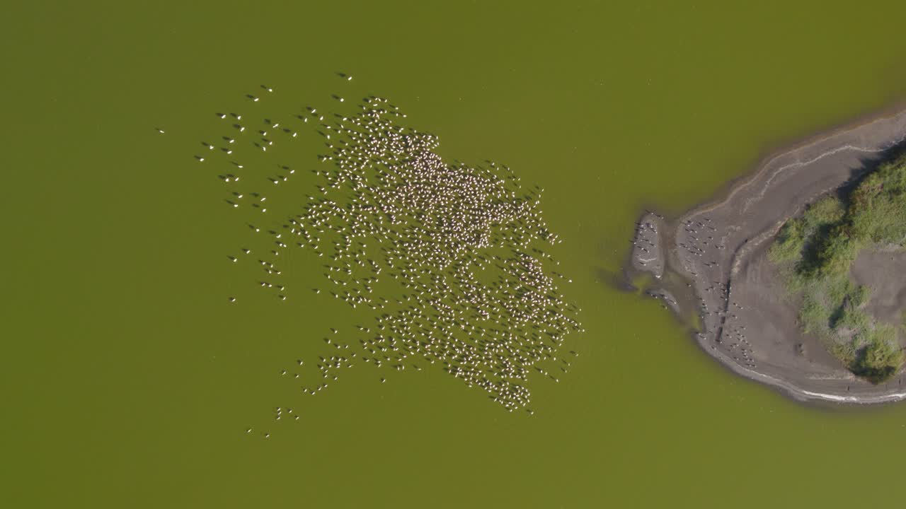 una fotografía de flamencos en el lago elementaita, kenia