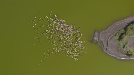 Toma-De-Drones-De-Flamencos-En-El-Lago-Elementaita,-Kenia