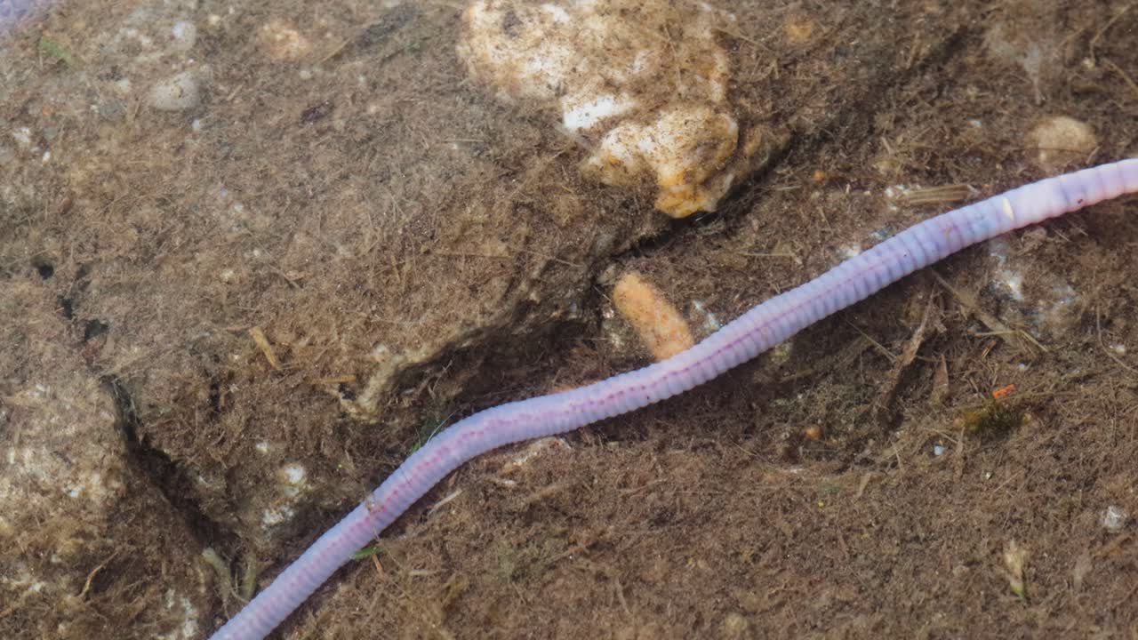 lombriz de tierra arrastrándose en un charco, tiro macro