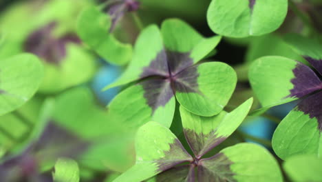 close-up-of-a-group-of-four-leaf-clovers-with-movement-of-the-camera-between-them