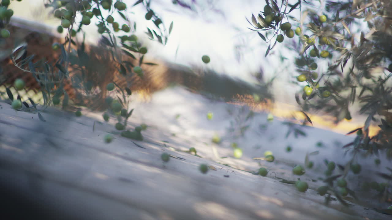 Olives and Olive Branch