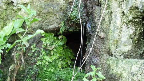 Pure-fresh-mountain-spring-water-source-dripping-off-rock-wall-plant-ecosystem-closeup-dolly-left