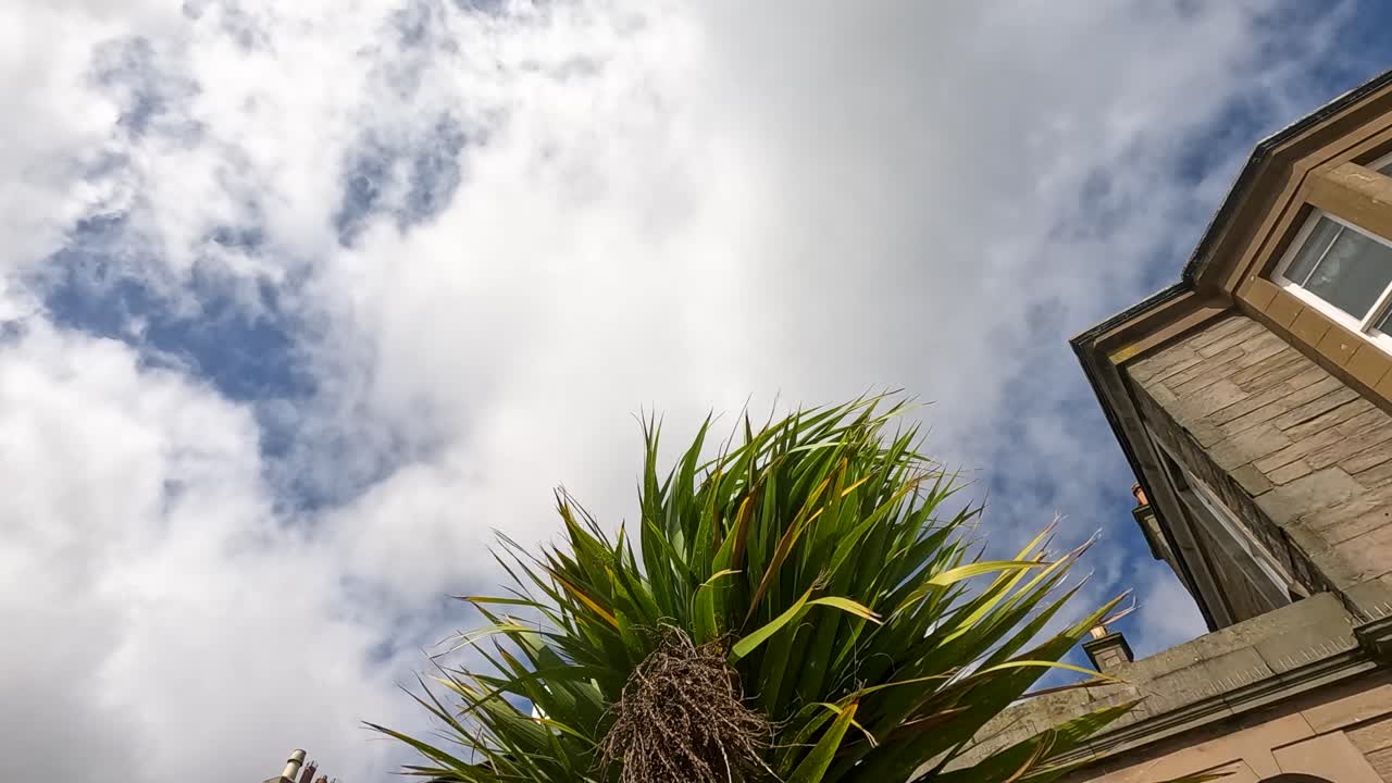 Low-angle view of a cabbage tree and stone house against a partly cloudy sky, with gentle camera tilt and natural daylight in Broughty Ferry
