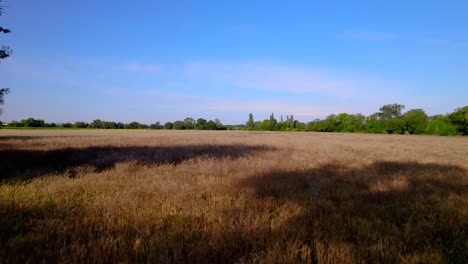 Slow-establishing-shot-of-wheat-ready-for-harvesting-blowing-in-the-wind