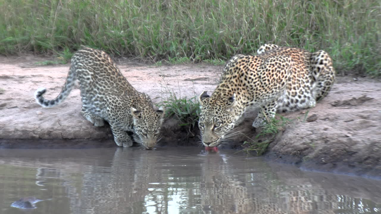una leoparda y su cachorro sacian su sed en un pozo de agua