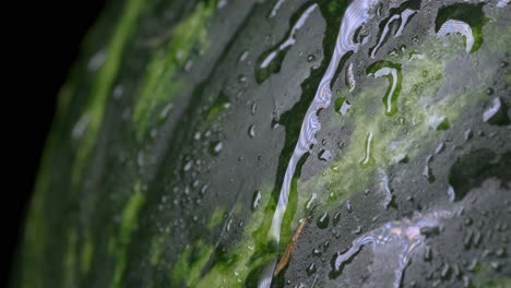 drops of water on a watermelon, sliding down