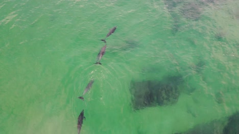 Vista-De-Pájaro-De-La-Vaina-Del-Grupo-De-Delfines-Nadando-Y-Jugando-En-El-Cristalino-Océano-Pacífico-Olas-De-La-Playa-De-Shelly-Costa-Central-Nsw-Australia-3840x2160-4k