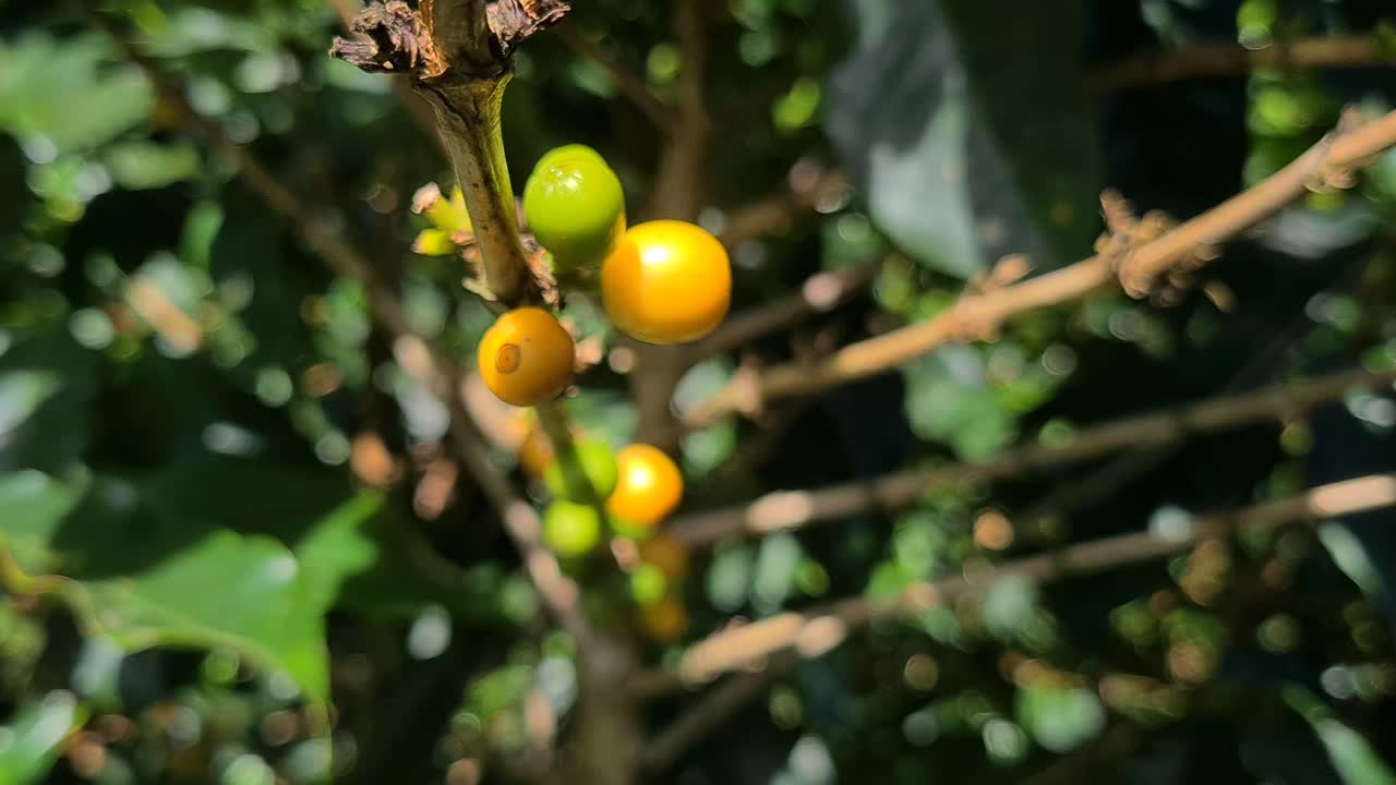 Green and Yellow Coffee Beans on Branch, Close Up
