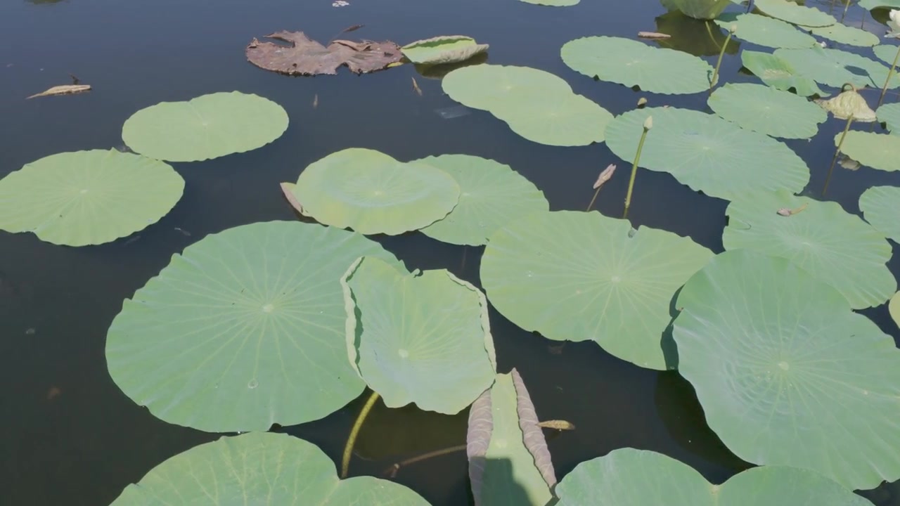 Foglie di loto verdi galleggianti su acqua calma di stagno