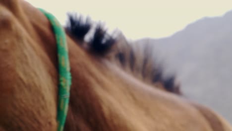 toma macro en cámara lenta de la cabeza del caballo respirando en la naturaleza salvaje