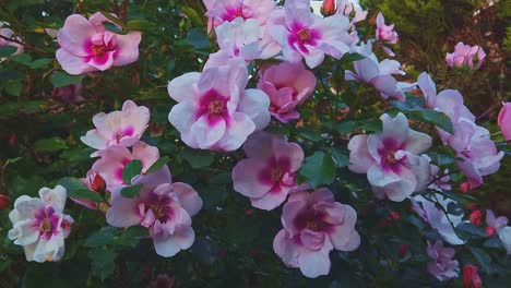 Wunderschöne-Rosa-Rosen,-Beleuchtet-Von-Der-Untergehenden-Sonne-In-Einem-Englischen-Cottage-Garten