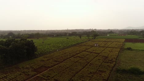 aerial drone shot, establishing ginger farm and agriculture in india