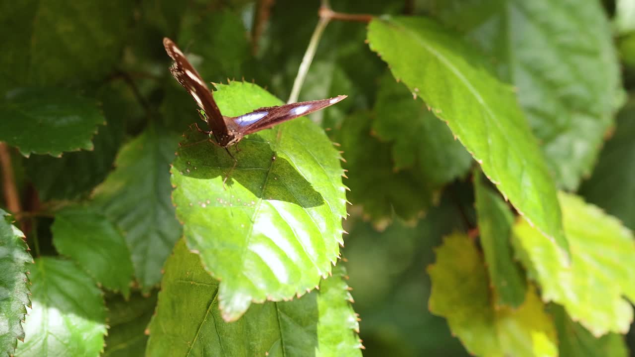 mariposa descansando en hojas verdes vibrantes
