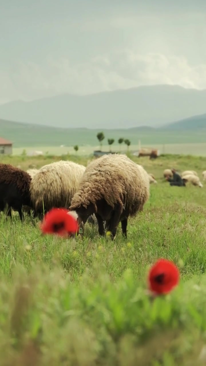 Pecore al pascolo tra papaveri rossi in un prato verde con una catena montuosa in lontananza, che mostra una tranquilla campagna rurale nella Valle di Strathmore sotto un cielo coperto.