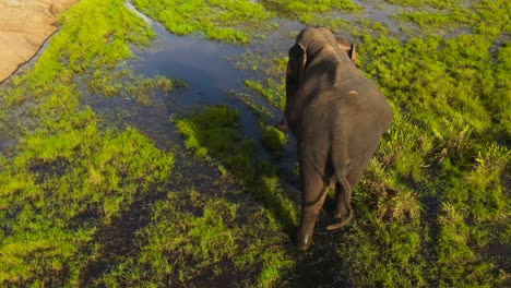 elephants in the wild in sri lanka.