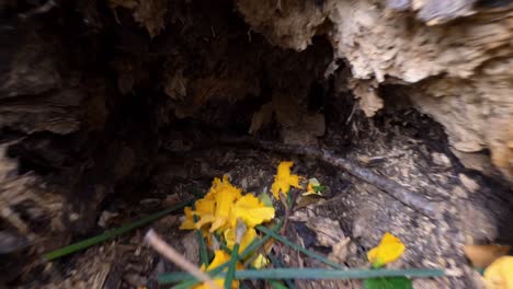 Betreten-Eines-Mysteriösen-Baumhöhlenlochs-Im-Freien-In-Einem-Park,-Sichtaufnahme