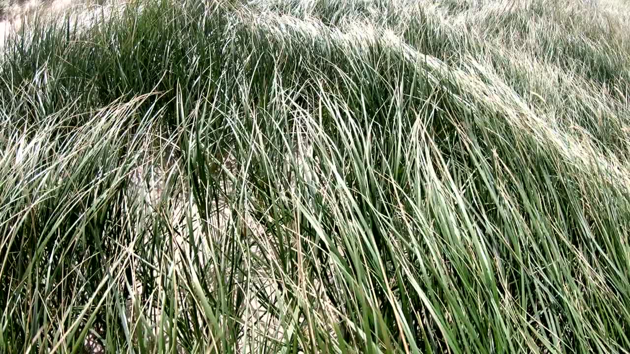 Sand dunes with dune grass in the wind of the North Sea, hiking dunes, dike protection, Sondervig, Jutland, Denmark, 4k