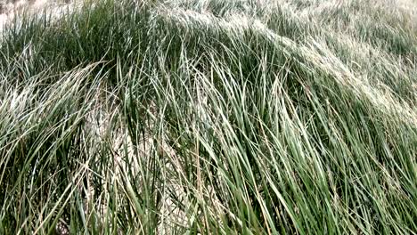 sand dunes with dune grass in the wind of the north sea, hiking dunes, dike protection, sondervig, jutland, denmark, 4k