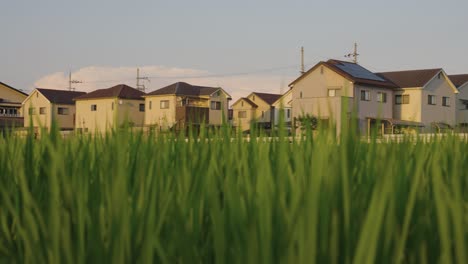 warm peaceful countryside neighborhood, pan across rice fields and homes