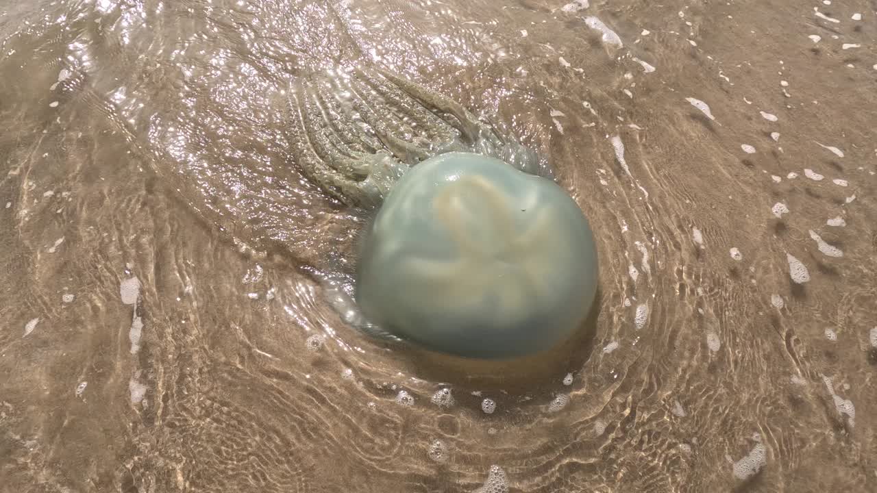 una gran medusa aurelia aurita , fue arrojada por las olas del agua en una playa de arena, en dakhla, marruecos