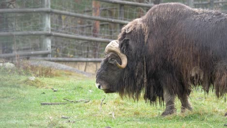 tiro medio largo de buey almizclero con rastas borrosas de suciedad y abrigo de piel empapado de pelo enmarañado pastando en un prado húmedo, en una valla cerrada caminando suavemente entre las hojas de hierba húmeda
