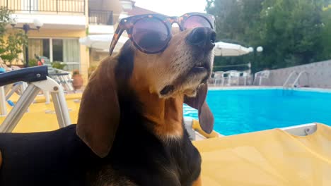 funny close portrait of a hunt dog wearing sunglasses sitting on a chaise longue.