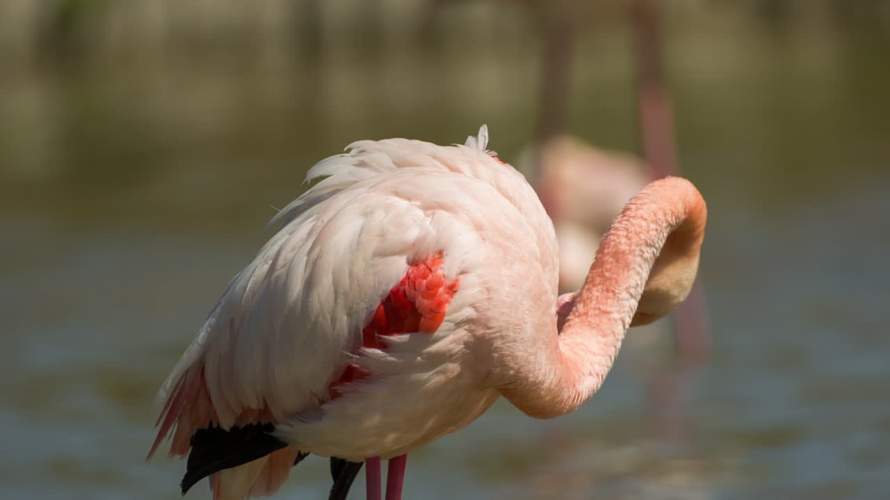 flamencos carmargue 25
