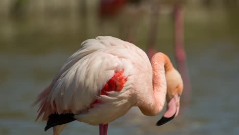 Flamencos-Carmargue-25